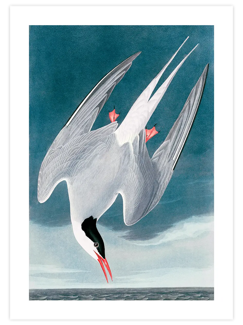 Arctic Tern - Art Print Ünlü Ressamlar Poster