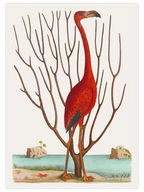Vintage Kırmızı Flamingo - Art Print