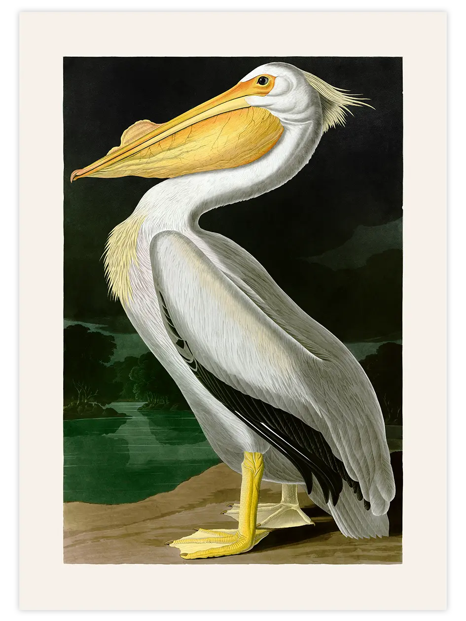 Vintage Pelikan - Art Print Ünlü Ressamlar Poster