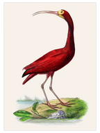 Vintage Kırmızı Kuş - Art Print