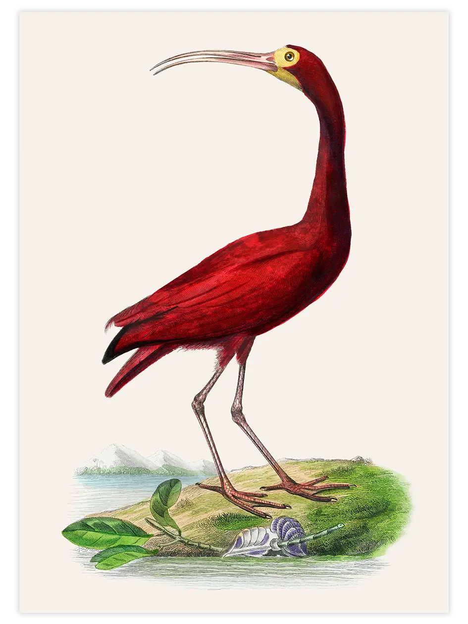 Vintage Kırmızı Kuş - Art Print Ürün ana görseli