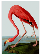 Vintage Flamingo - Art Print