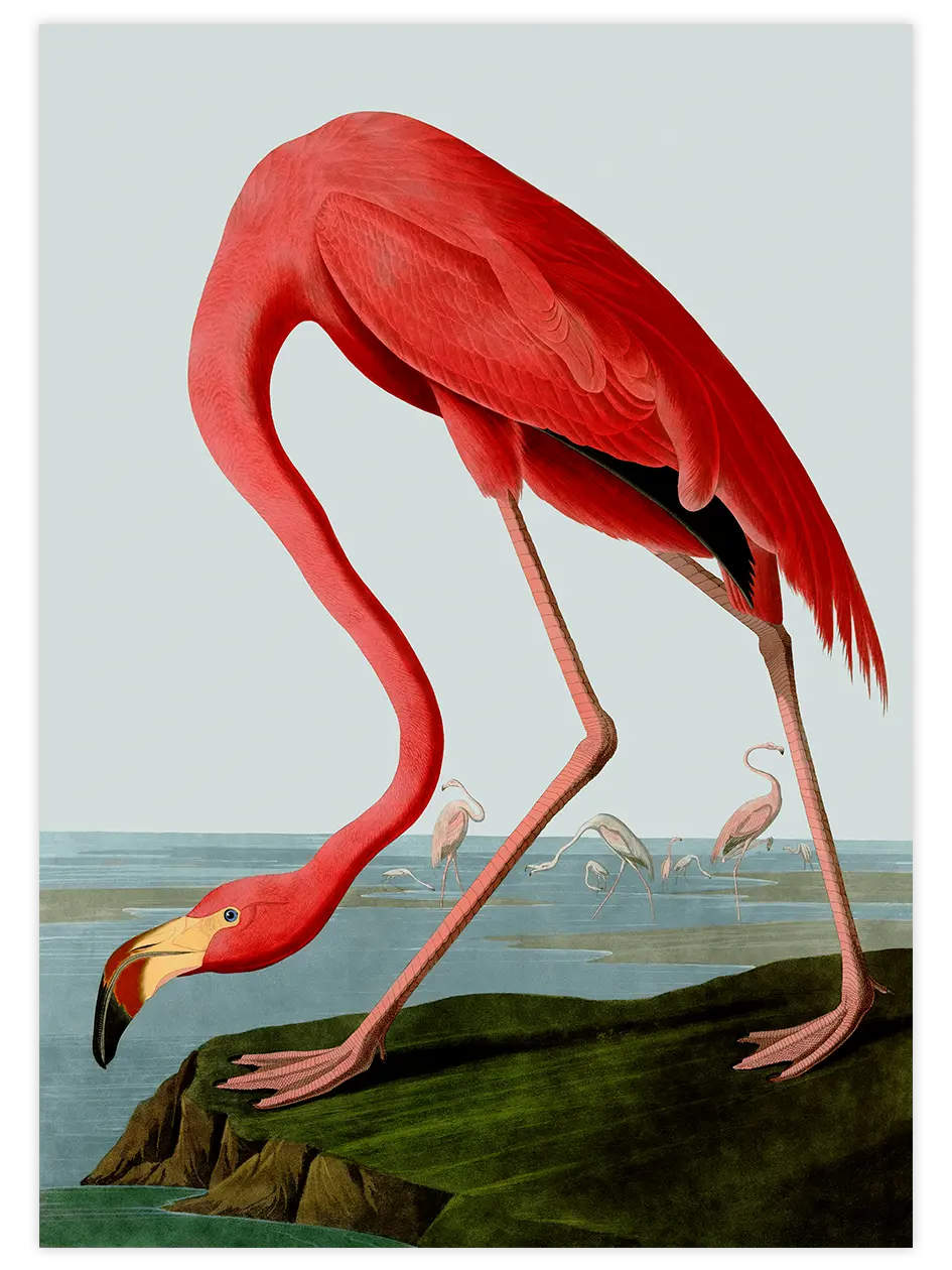 Vintage Flamingo - Art Print Ünlü Ressamlar Poster