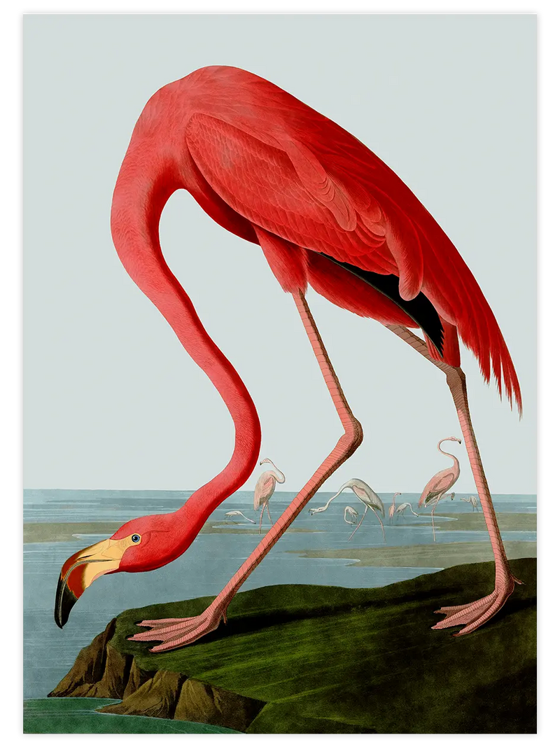 Vintage Flamingo - Art Print Ünlü Ressamlar Poster