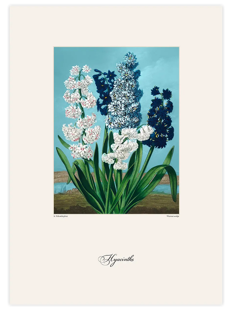 Vintage Hyacinth - Art Print Ünlü Ressamlar Poster