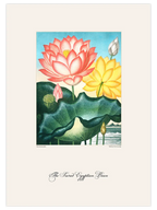 Vintage The Sacred Egyptian Bean - Art Print