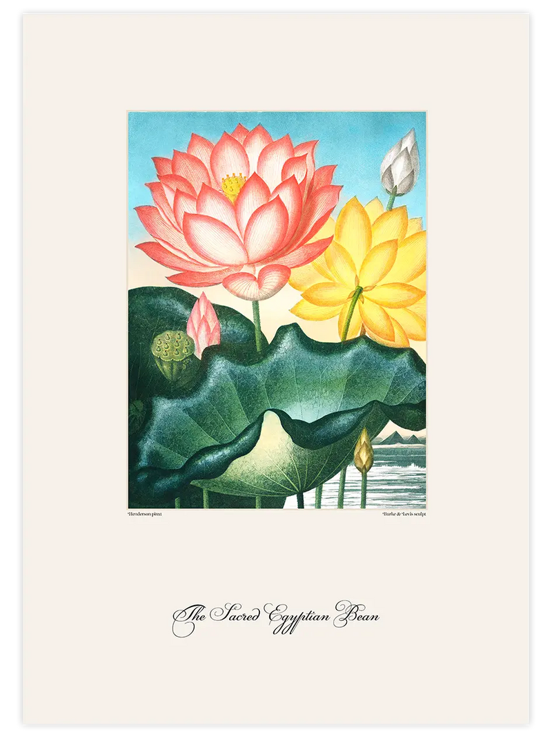 Vintage The Sacred Egyptian Bean - Art Print Ünlü Ressamlar Poster