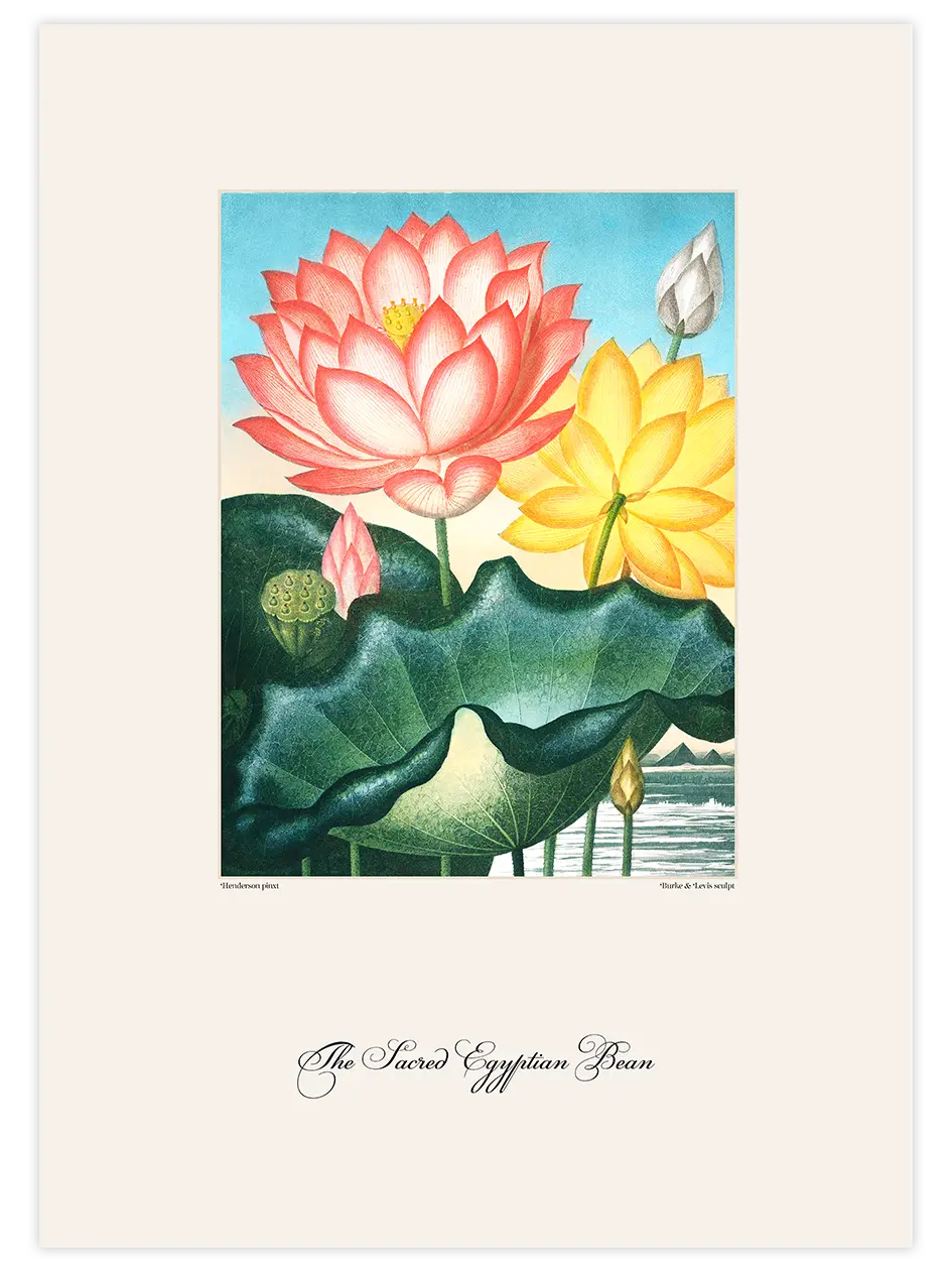 Vintage The Sacred Egyptian Bean - Art Print Ürün ana görseli