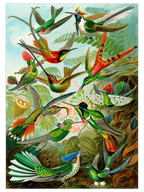 Vintage Kolibri - Art Print
