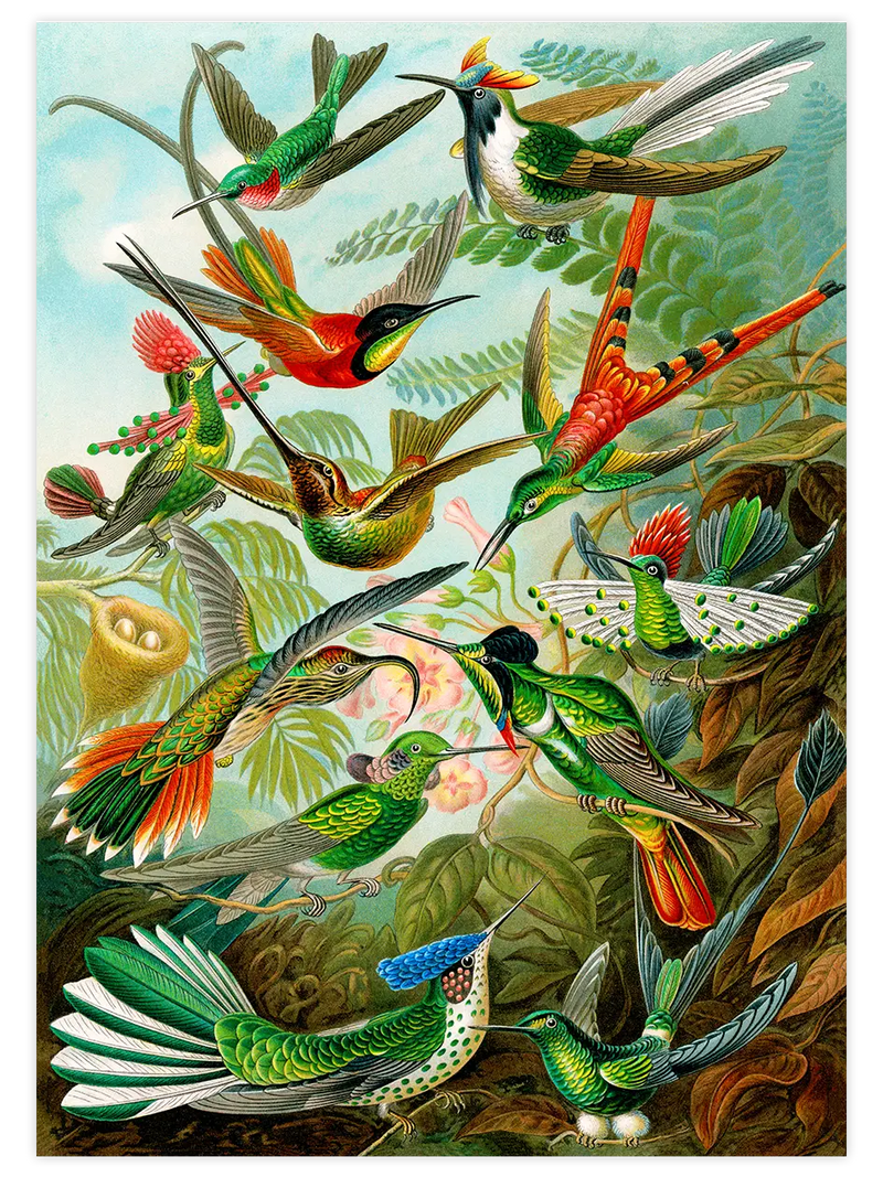 Vintage Kolibri - Art Print Ünlü Ressamlar Poster