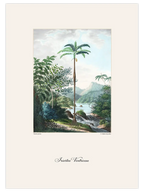 Vintage Palmiye İllüstrasyonu - Art Print