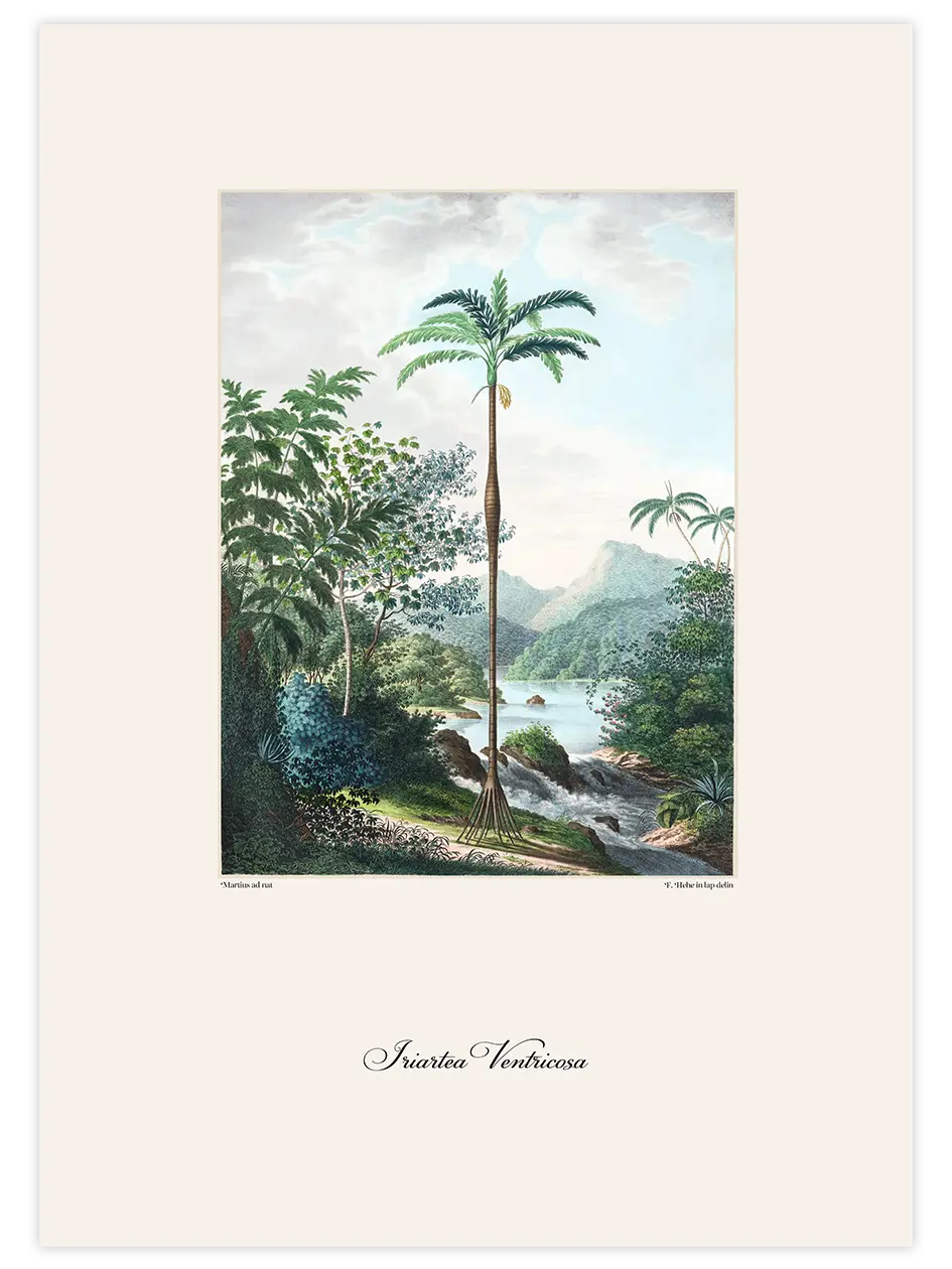 Vintage Palmiye İllüstrasyonu - Art Print