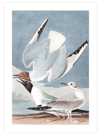 Bonapartian Gull - Art Print
