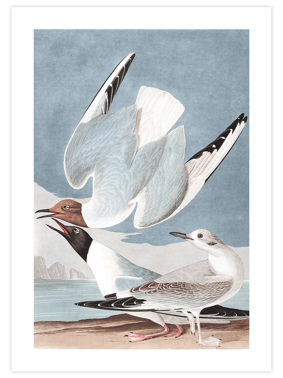 Bonapartian Gull - Art Print Ünlü Ressamlar Poster