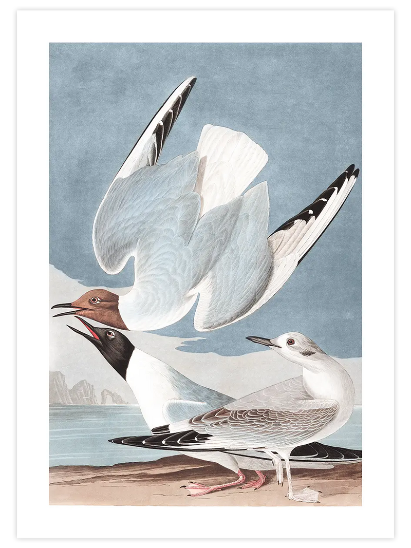 Bonapartian Gull - Art Print Ünlü Ressamlar Poster