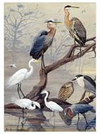 Vintage Büyük Mavi Balıkçıl - Art Print