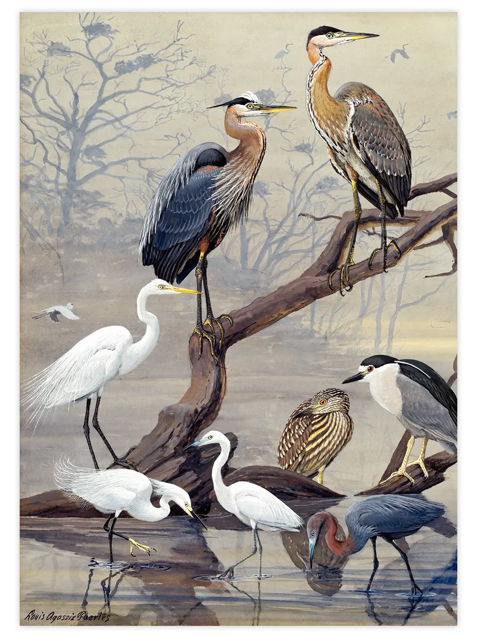 Vintage Büyük Mavi Balıkçıl - Art Print Ürün ana görseli