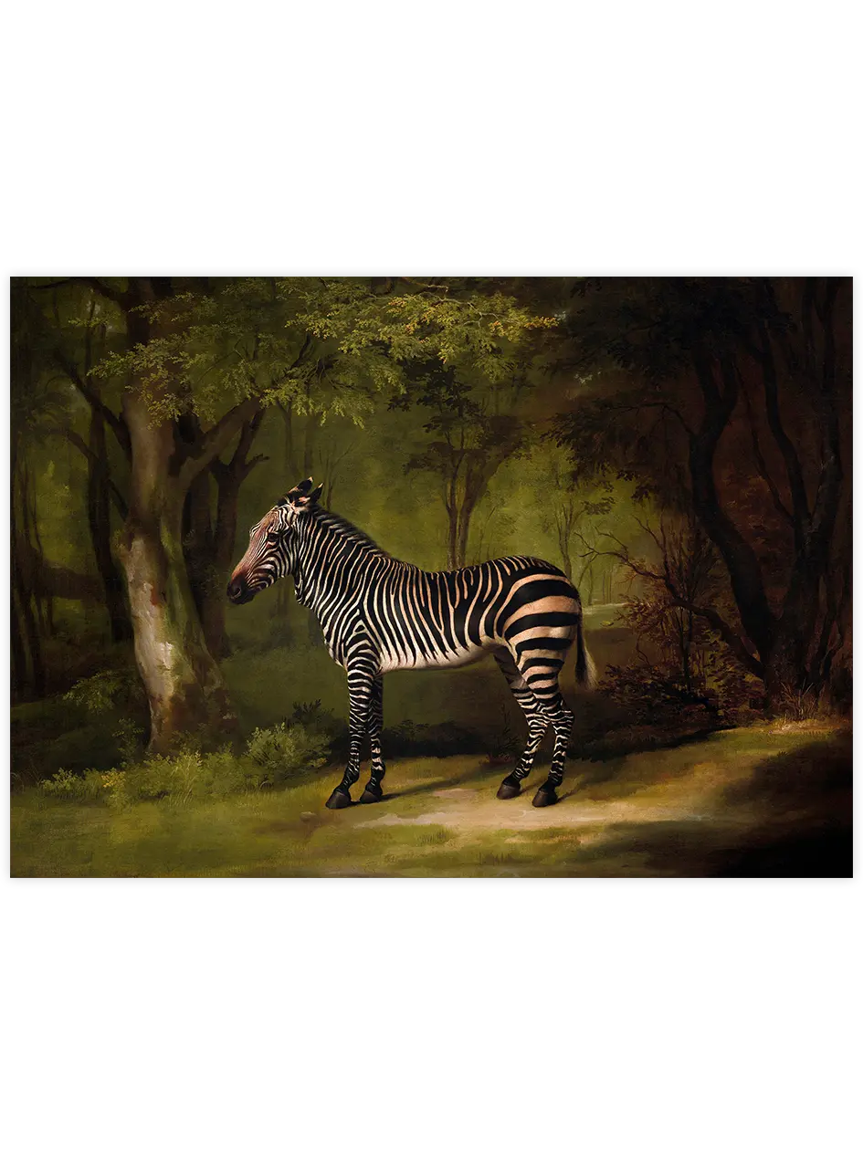 Vintage Zebra - Art Print