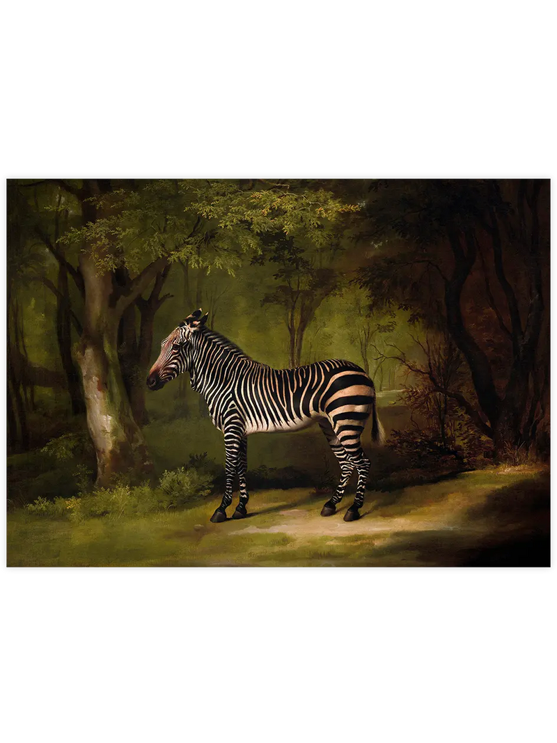 Vintage Zebra - Art Print Ünlü Ressamlar Poster