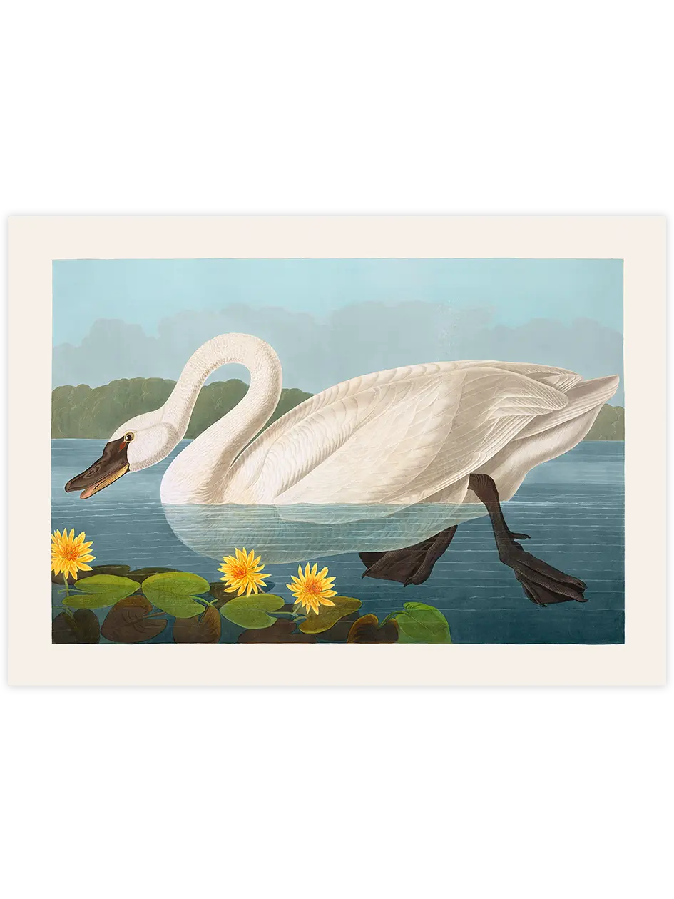 Vintage Kuğu - Art Print Ünlü Ressamlar Poster