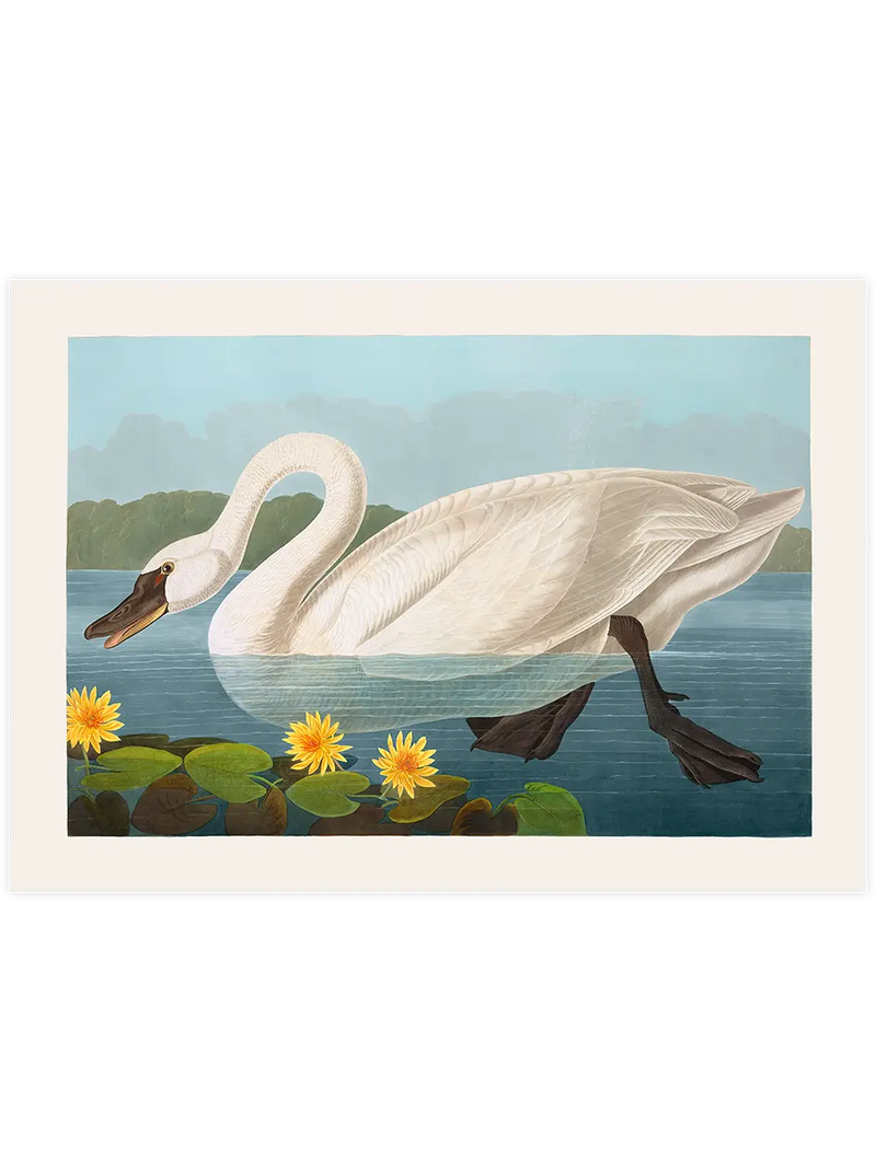 Vintage Kuğu - Art Print Ünlü Ressamlar Poster