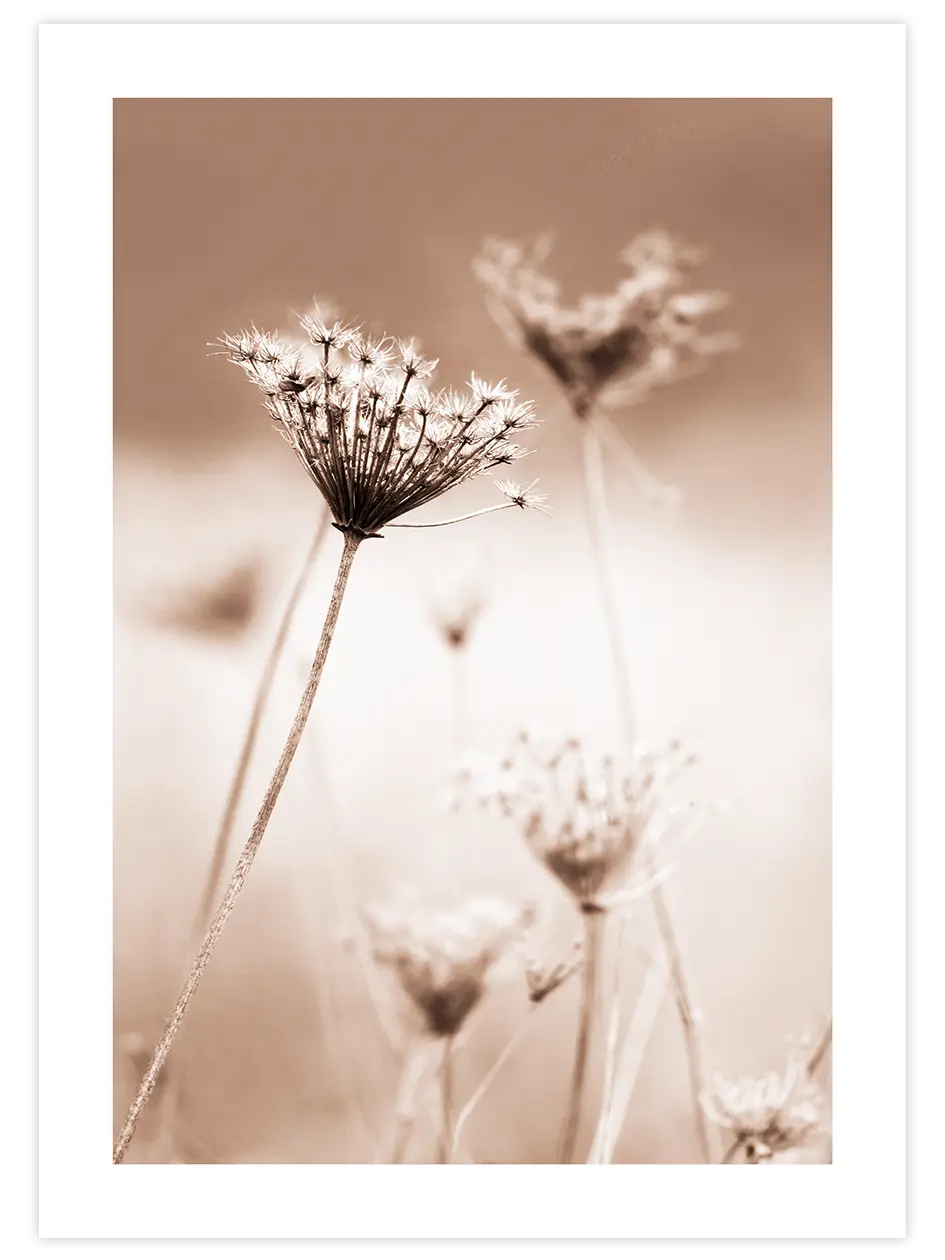 A Sweet Morning - Art Print