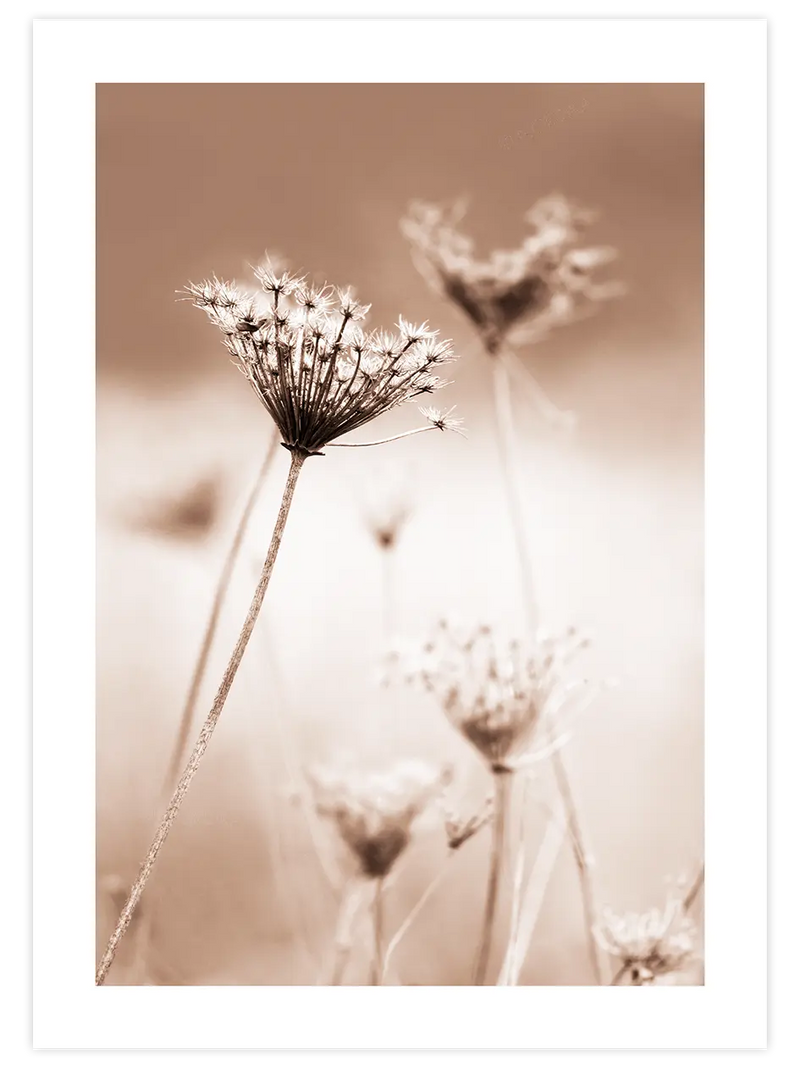 A Sweet Morning - Art Print Fotoğraflar Poster