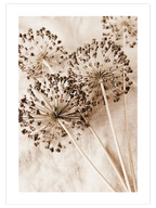 Allium Çiçeği - Art Print