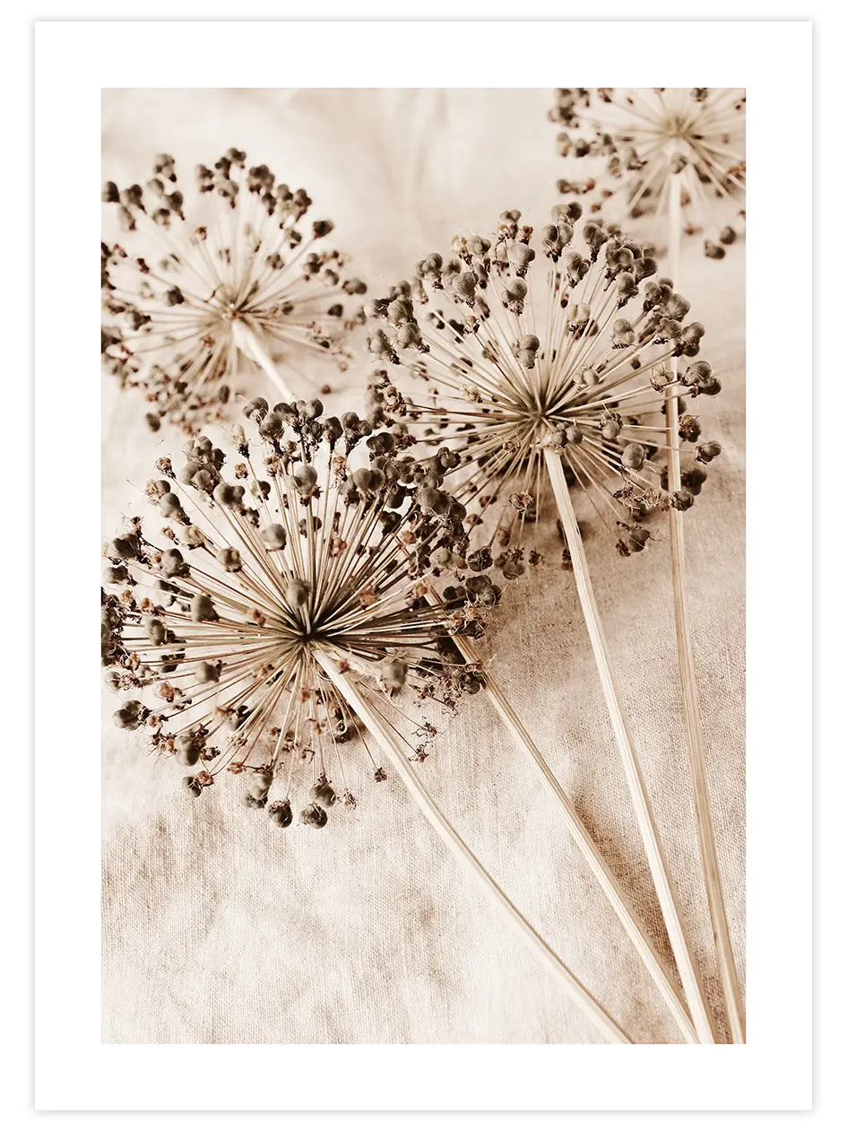 Allium Çiçeği - Art Print