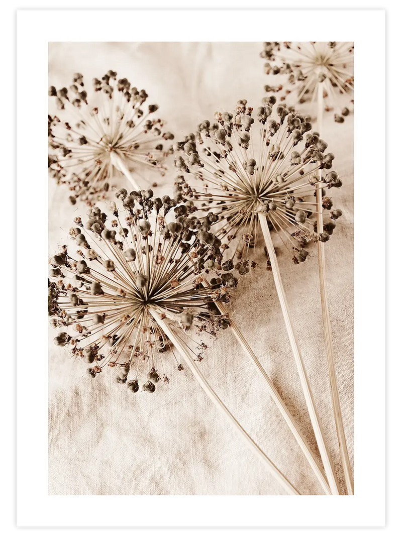 Allium Çiçeği - Art Print Fotoğraflar Poster