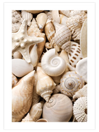 Deniz Kabukları - Art Print