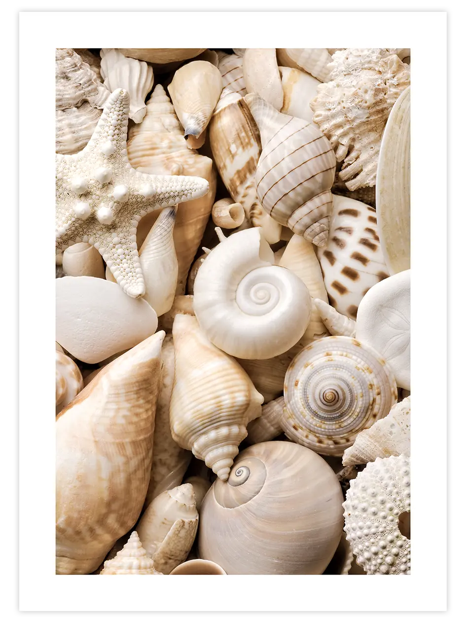 Deniz Kabukları - Art Print Fotoğraflar Poster