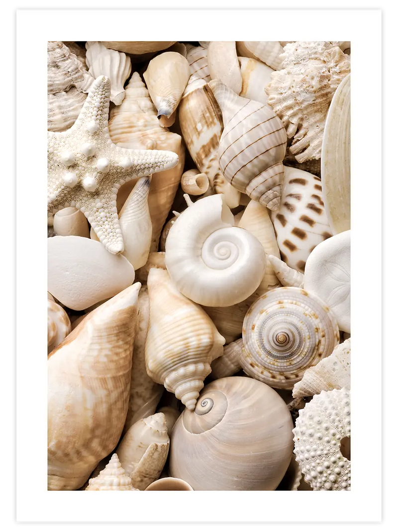 Deniz Kabukları - Art Print Fotoğraflar Poster