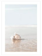 Deniz Kabuğu - Art Print