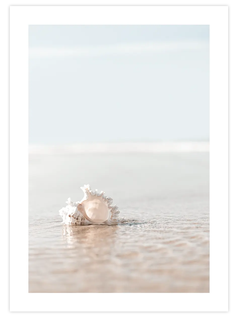 Deniz Kabuğu - Art Print Ürün ana görseli