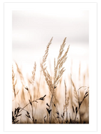 Golden Reed - Art Print