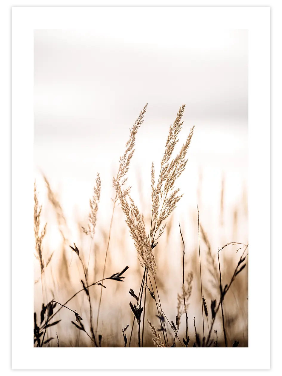 Golden Reed - Art Print