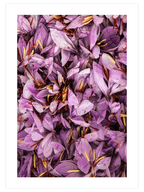 Safran - Art Print