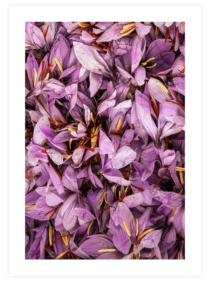 Safran - Art Print