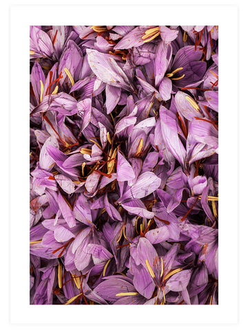 Colorful Abundance - Poster Seti Trio