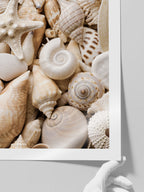 Deniz Kabukları - Art Print