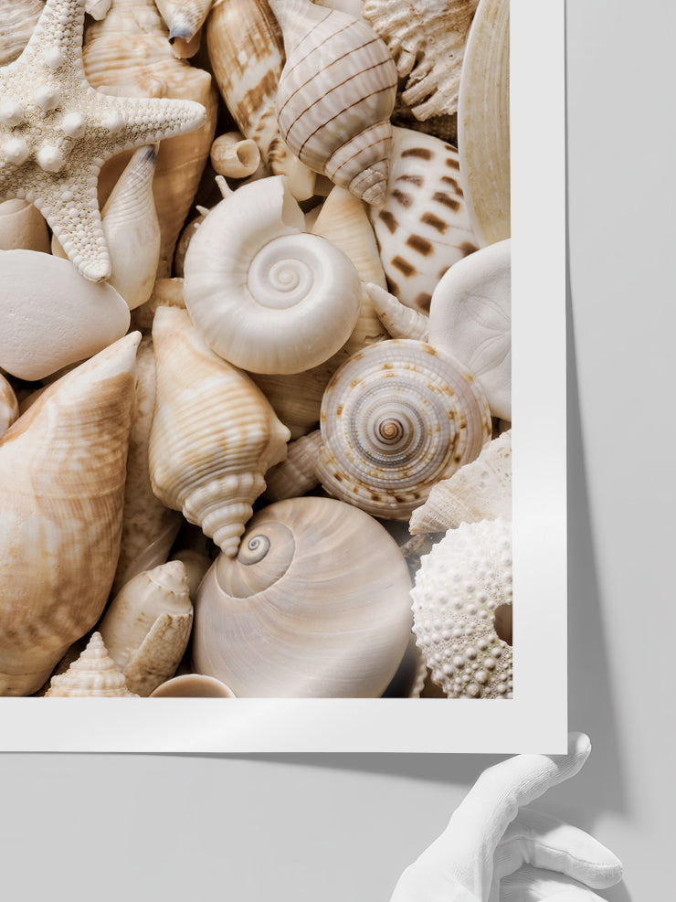 Deniz Kabukları - Art Print