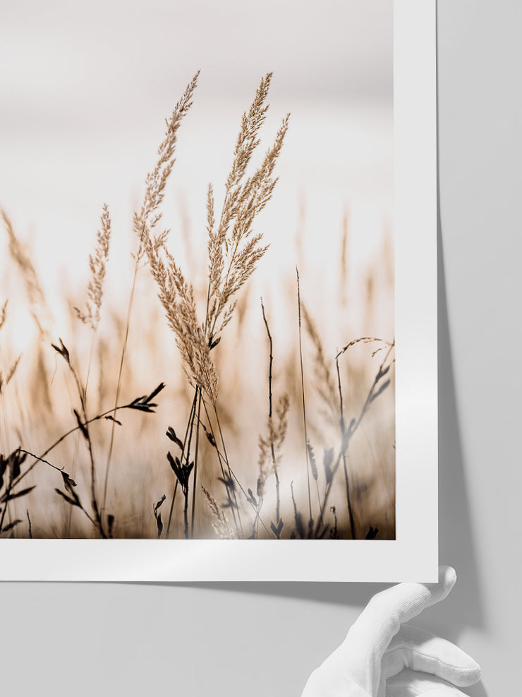 Golden Reed - Art Print  Poster