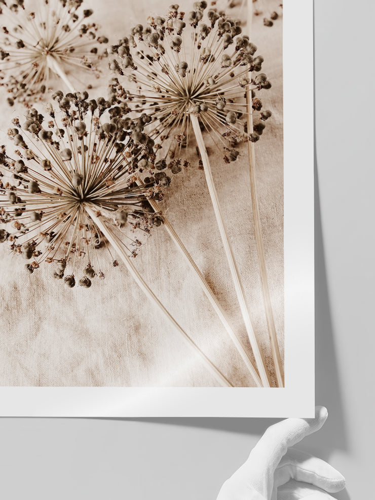 Allium Çiçeği - Art Print  Poster
