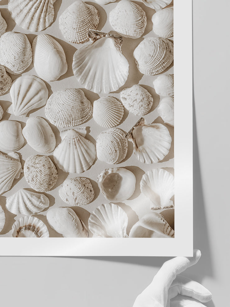 Deniz Kabukları - Art Print