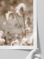 Cottongrass - Art Print