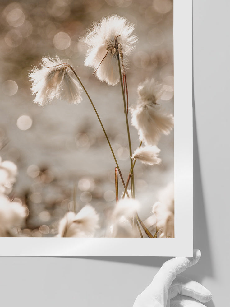 Cottongrass - Art Print  Poster