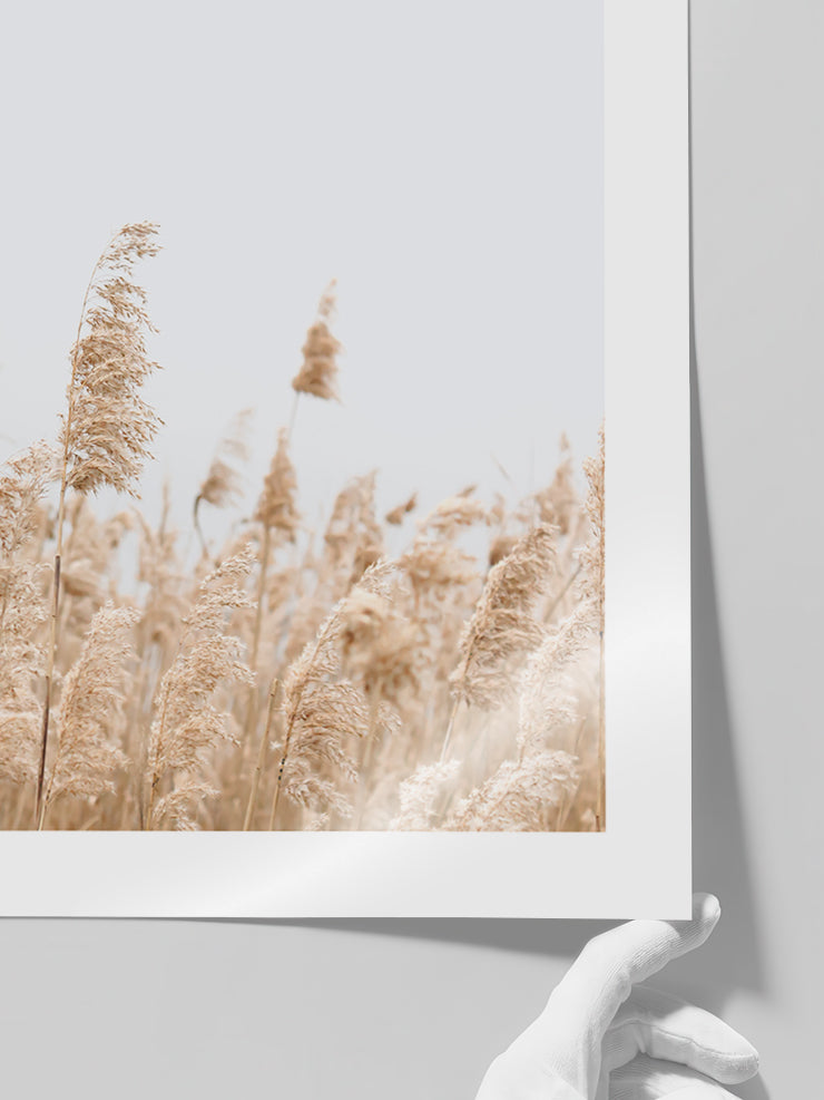 Saz Püskülü - Art Print  Poster