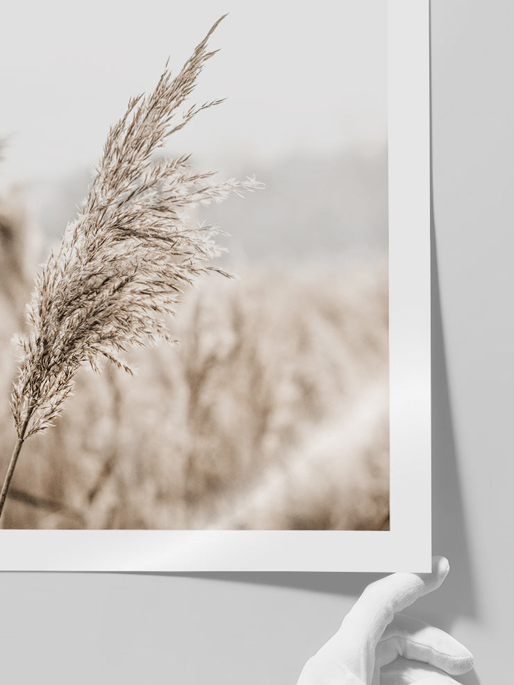 Bej Saz Püskülü - Art Print