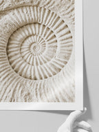 Seashell - Art Print